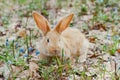 A small white fluffy red rabbit with big ears in a forest flowering spring meadow. Close-up, concept Royalty Free Stock Photo