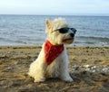 Small white fluffy West Highland White Terrier dog wearing black sunglasses and a red scarf on the beach Royalty Free Stock Photo