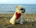 Small white fluffy West Highland White Terrier dog wearing black sunglasses and a red scarf on the beach with the sea background. Royalty Free Stock Photo