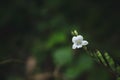 Small white forest flower in the rainforest. Royalty Free Stock Photo