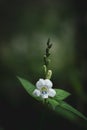 Small white forest flower in the rainforest. Royalty Free Stock Photo