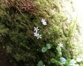 Small White Forest Flowers Royalty Free Stock Photo