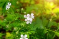 Small white forest geranium Geranium sylvaticum plant flowers in spring on bright green background. Royalty Free Stock Photo