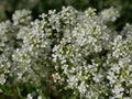 Small white fragrant flowers bloom magnificently on a sunny spring day. The side effect when photographing flowers