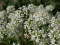 Small white fragrant flowers bloom magnificently on a sunny spring day. The side effect when photographing flowers