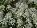 Small white fragrant flowers bloom magnificently on a sunny spring day. The side effect when photographing flowers