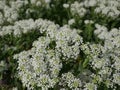 Small white fragrant flowers bloom magnificently on a sunny spring day. The side effect when photographing flowers