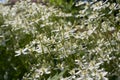 Small white fragrant flowers of clematis erect or clematis flammula in the summer garden close-up. Floral natural Royalty Free Stock Photo