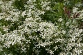 Small white fragrant flowers of clematis erect or clematis flammula in the summer garden close-up. Floral natural Royalty Free Stock Photo