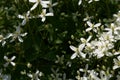 Small white fragrant flowers of clematis erect or clematis flammula in the summer garden close-up. Floral natural Royalty Free Stock Photo