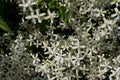 Small white fragrant flowers of clematis erect or clematis flammula in the summer garden close-up. Floral natural Royalty Free Stock Photo