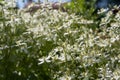 Small white fragrant flowers of clematis erect or clematis flammula in the summer garden close-up. Floral natural Royalty Free Stock Photo