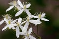 Small white fragrant flowers of Clematis recta or Clematis flammula or clematis Manchurian in summer garden closeup. Flowery Royalty Free Stock Photo