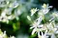 Small white fragrant flowers of Clematis recta or Clematis flammula or clematis Flowery natural background Royalty Free Stock Photo