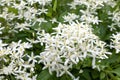 Small white fragrant flowers of Clematis recta or Clematis flammula or clematis Manchurian in summer garden closeup. Flowery