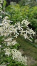 Small white fragrant flowers of Clematis recta or Clematis flammula or clematis Manchurian in summer garden closeup. Flowery Royalty Free Stock Photo