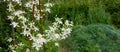 Small white fragrant flowers of Clematis recta or Clematis flammula or clematis Manchurian in summer garden closeup