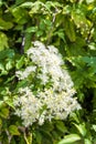 Small white fragrant flowers of Clematis in summer garden closeup. Flowery natural background Royalty Free Stock Photo