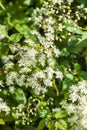 Small white fragrant flowers of Clematis in summer garden closeup. Flowery natural background Royalty Free Stock Photo