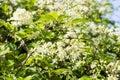 Small white fragrant flowers of Clematis in summer garden closeup. Flowery natural background Royalty Free Stock Photo