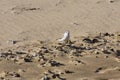 Small White-fronted Plover Bird On Beach Sand Charadrius marginatus Royalty Free Stock Photo