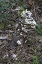 Small white fungi on forest floor near Kuranda