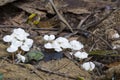 Small white fungi on forest floor