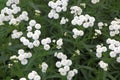 Small white garden flowers