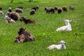 Small white goat lies on a green lawn with grass behind a herd of goats grazing. Royalty Free Stock Photo