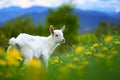 Small white goat stands on lush green field Royalty Free Stock Photo