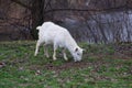 A small white goat stands and eats green grass Royalty Free Stock Photo