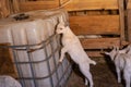 small white goats on the farm under the light of a light bulb in the barn