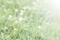 Small white grass flowers with the grass field blur background. Royalty Free Stock Photo