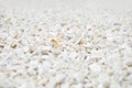Small white gravel Royalty Free Stock Photo