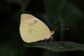 Small White on green leaf. Pieris rapae Black background Royalty Free Stock Photo