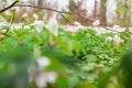 Small White Ground Covering Flowers Green Leaves Dense Macro Depth of Field Forest Royalty Free Stock Photo