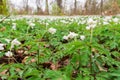 Small White Ground Covering Flowers Green Leaves Dense Macro Depth of Field Forest Royalty Free Stock Photo