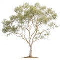 Small White Gum Tree Illustration isolated on white background Royalty Free Stock Photo
