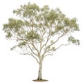Small White Gum Tree Illustration isolated on white background Royalty Free Stock Photo