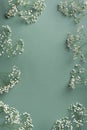 Small white gypsophila flowers on pastel green background. Women`s Day, Mother`s Day, Valentine`s Day, Wedding concept. Flat la Royalty Free Stock Photo