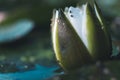 Small white half opened water Lily flower