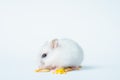 Small white hamster, on a white background. Royalty Free Stock Photo