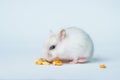 Small white hamster, on a white background. Royalty Free Stock Photo