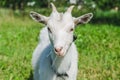 A small white horned goat eats grass on a green meadow Royalty Free Stock Photo