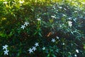 Small White Jasmine Five Petal Flowering Tree in Morning. Star Jasmine