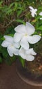 The small white jasmine flowers