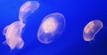 Small white jellyfish