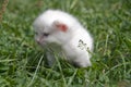 Small white kitten Royalty Free Stock Photo