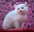 white kitten american curl sits on a background of pink flowers Royalty Free Stock Photo