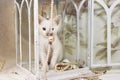 A small white kitten on a background of flowers Royalty Free Stock Photo